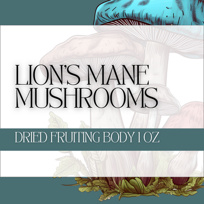 Lion's Mane Dried Fruiting Body 1oz