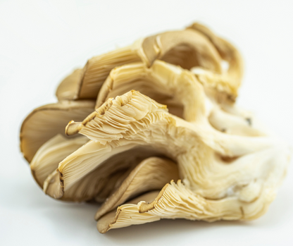 Pearl Oyster Mushrooms Fruiting Body .5oz